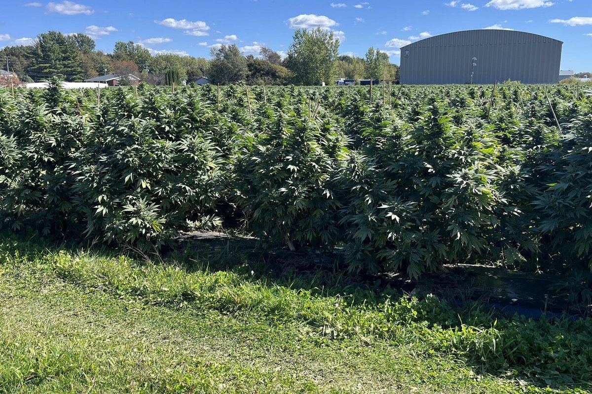 Un champ de cannabis du Groupe Chanv à Saint-Cyrille-de-Wendover